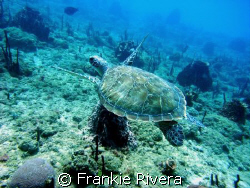 Hawksbill Turtle (In Puerto Rico we call them "CAREY" in ... by Frankie Rivera 